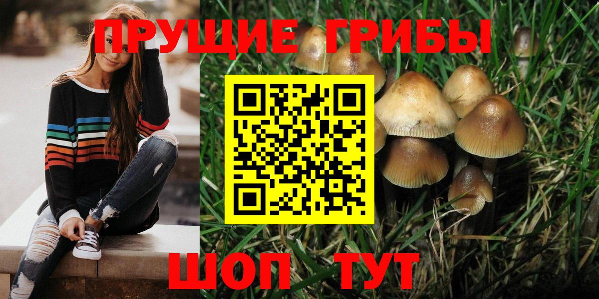 Псилоцибиновые грибы Psilocybine cubensis Будённовск